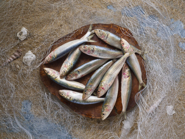Sadrine (1 kg)