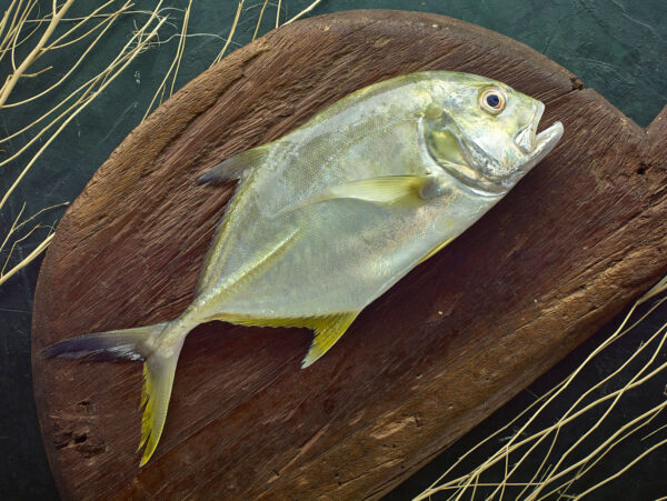 Yellow Para (1 kg)