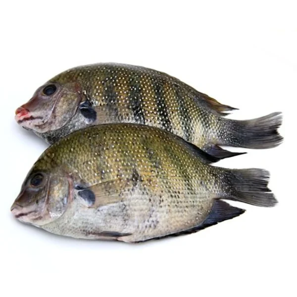 Pearl Spot Fish (1 kg)