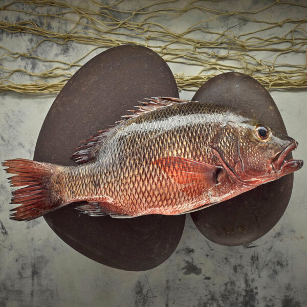 Red Snapper (1 kg)