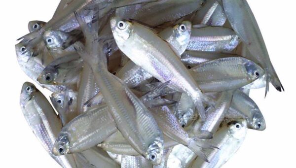 Silver Fish (1 kg)